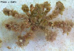 Photo: J. Dafni; Click for a larger picture
